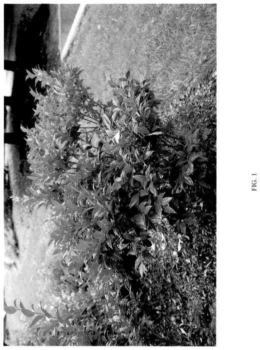 Figure 1 of US plant patent PP35881, the photograph of NCLJ1 printed in the patent.
