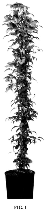 Figure 1 of US plant patent PP35882, the photograph of Zo18179 printed in the patent.