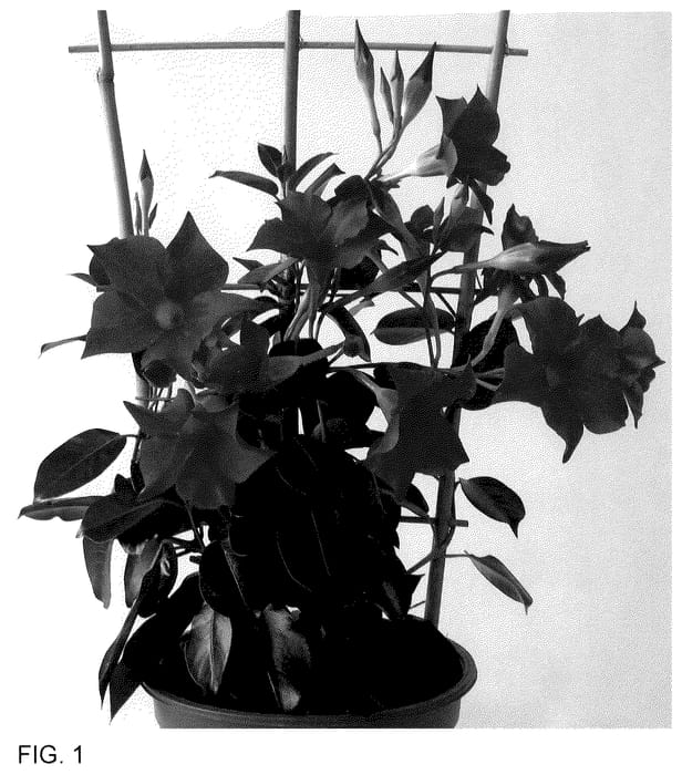 Figure 1 of US plant patent PP35883, the photograph of MAN222903 printed in the patent.