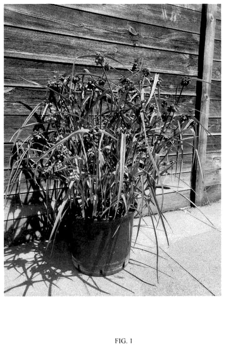 Figure 1 of US plant patent PP35884, the photograph of JS BRAINSTORM printed in the patent.