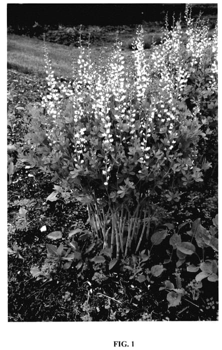 Figure 1 of US plant patent PP35885, the photograph of Last Dance printed in the patent.