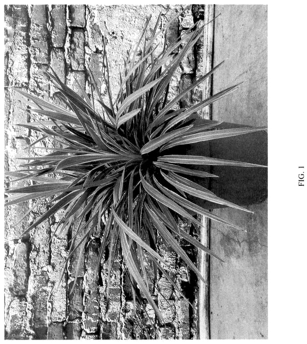 Figure 1 of US plant patent PP35886, the photograph of TUS020 printed in the patent.