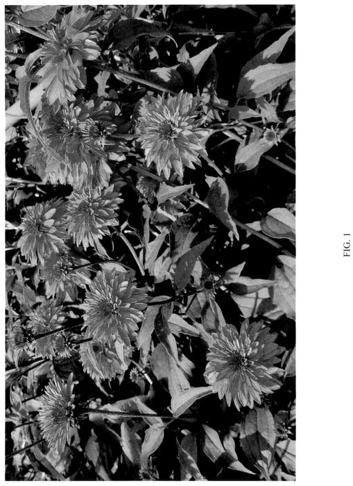 Figure 1 of US plant patent PP35887, the photograph of DWGBO20 printed in the patent.
