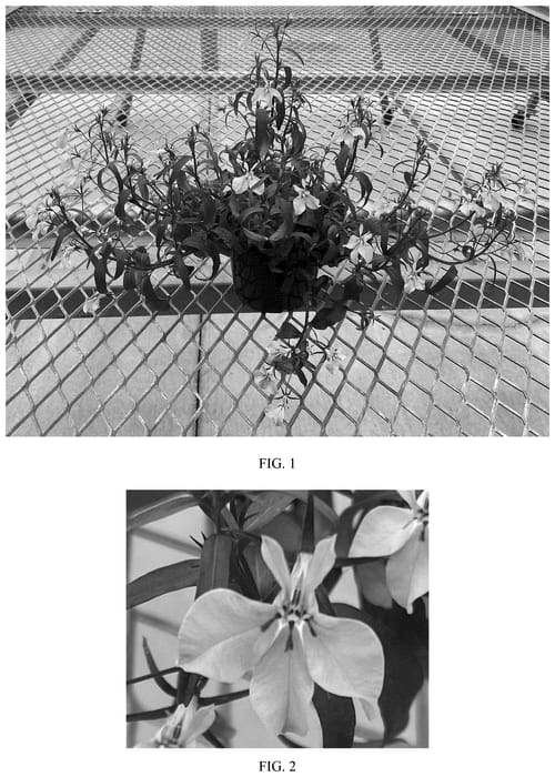 Figure 1 of US plant patent PP35888, the photograph of Balspringlav printed in the patent.