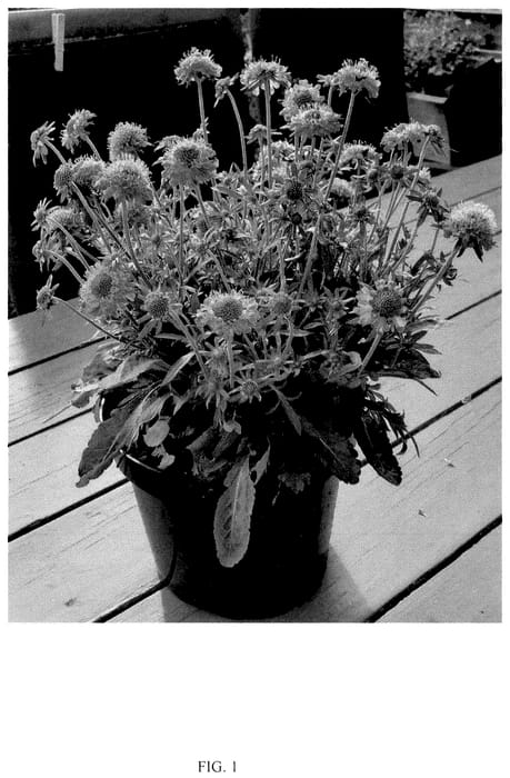 Figure 1 of US plant patent PP35889, the photograph of SCBE01 printed in the patent.