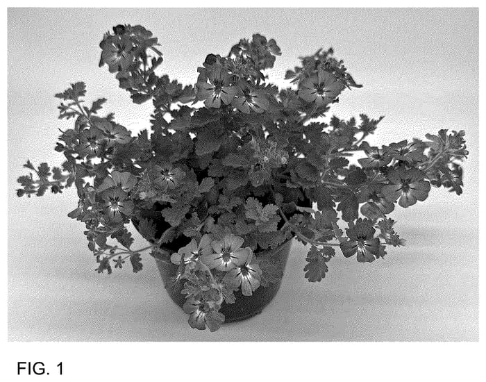 Figure 1 of US plant patent PP35890, the photograph of ja19 50-008 printed in the patent.