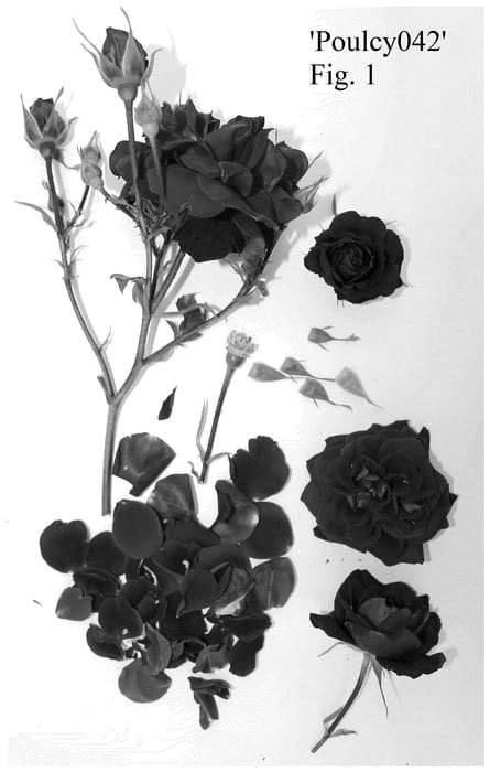 Figure 1 of US plant patent PP35891, the photograph of Poulcy042 printed in the patent.