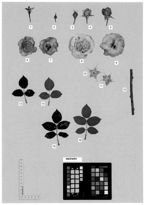 Figure 1 of US plant patent PP35892, the photograph of MEIPAPEY printed in the patent.