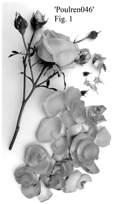 Figure 1 of US plant patent PP35893, the photograph of Poulren046 printed in the patent.