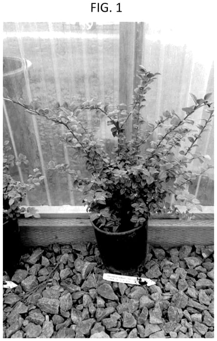 Figure 1 of US plant patent PP35894, the photograph of Cascade Jewel printed in the patent.