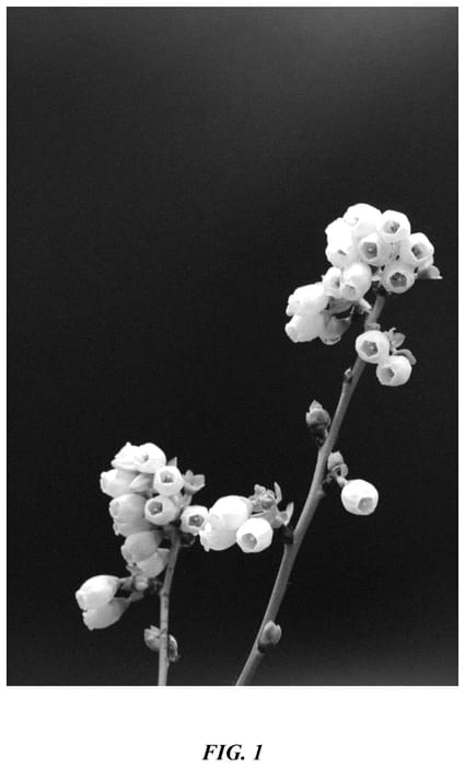 Figure 1 of US plant patent PP35895, the photograph of FL11-51 printed in the patent.