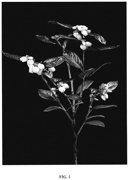 Figure 1 of US plant patent PP35896, the photograph of FL17-141 printed in the patent.