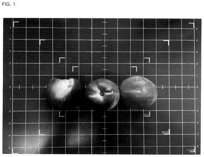 Figure 1 of US plant patent PP35897, the photograph of A-783CN printed in the patent.