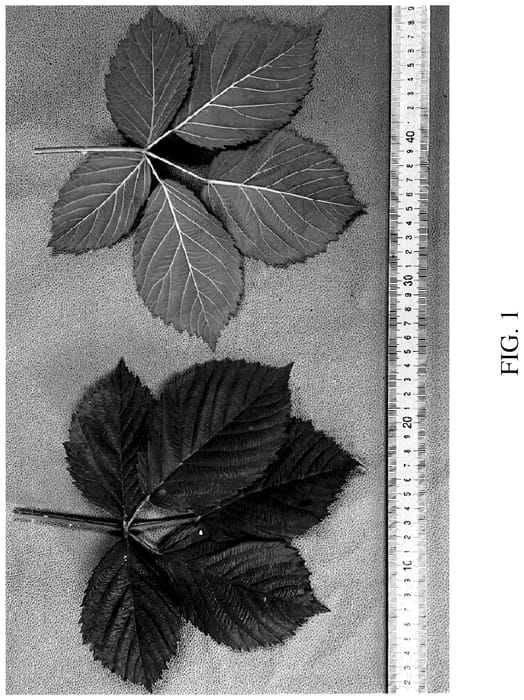 Figure 1 of US plant patent PP35898, the photograph of DrisBlackThirtyTwo printed in the patent.