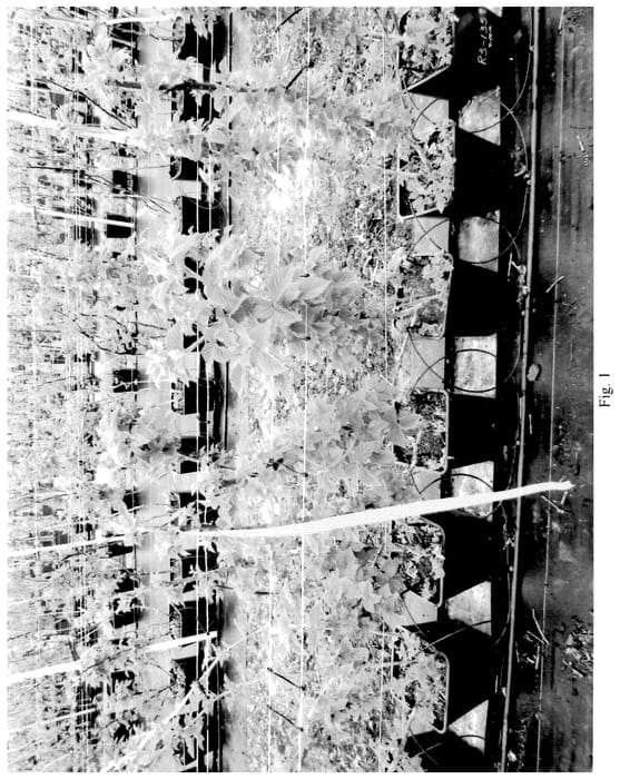 Figure 1 of US plant patent PP35899, the photograph of HFG 1359 printed in the patent.