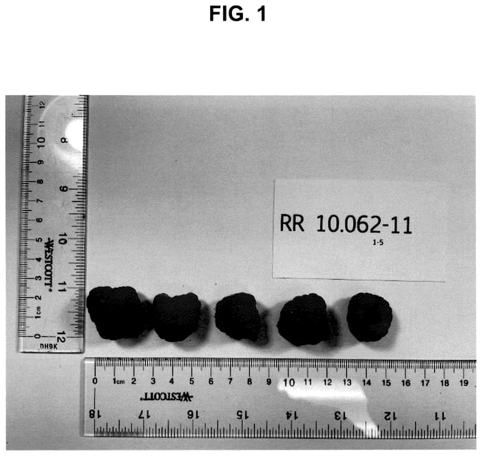 Figure 1 of US plant patent PP35901, the photograph of PS-10.062-11 printed in the patent.