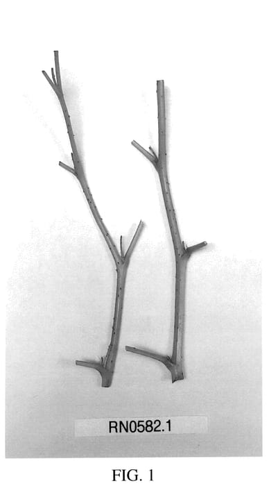 Figure 1 of US plant patent PP35903, the photograph of DrisRaspTwentyFour printed in the patent.