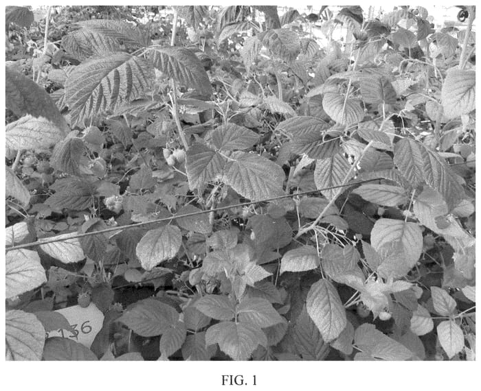 Figure 1 of US plant patent PP35904, the photograph of ABB 136 printed in the patent.