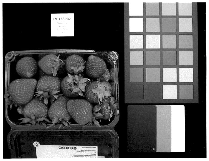 Figure 1 of US plant patent PP35905, the photograph of UC Monarch printed in the patent.