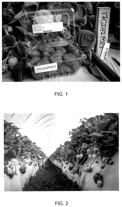 Figure 1 of US plant patent PP35906, the photograph of UC Eclipse printed in the patent.