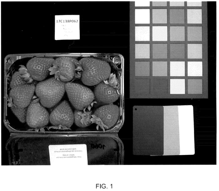 Figure 1 of US plant patent PP35907, the photograph of UC Keystone printed in the patent.