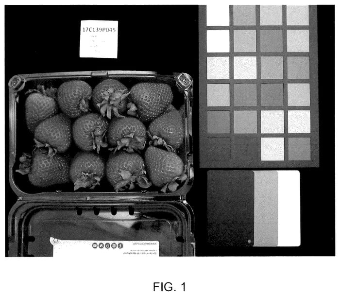 Figure 1 of US plant patent PP35908, the photograph of UC Golden Gate printed in the patent.