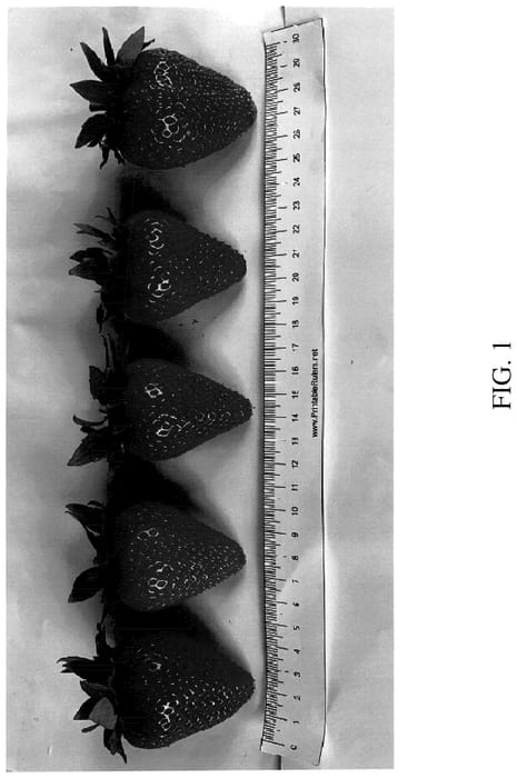 Figure 1 of US plant patent PP35909, the photograph of DrisStrawOneHundredFour printed in the patent.