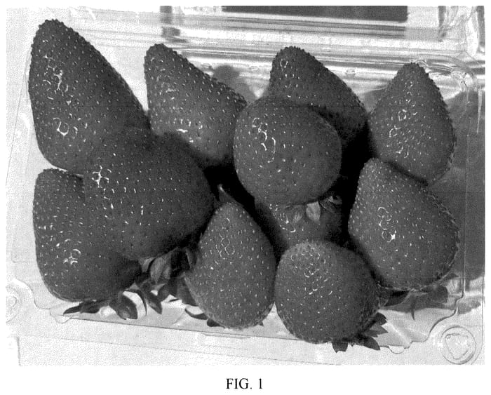 Figure 1 of US plant patent PP35910, the photograph of Plared 19011 printed in the patent.