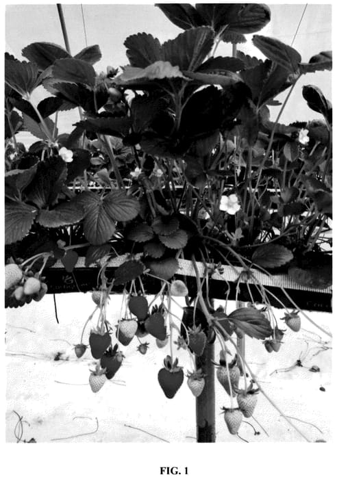 Figure 1 of US plant patent PP35911, the photograph of Eves Joy printed in the patent.