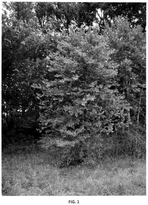 Figure 1 of US plant patent PP35912, the photograph of Whit XXVI printed in the patent.