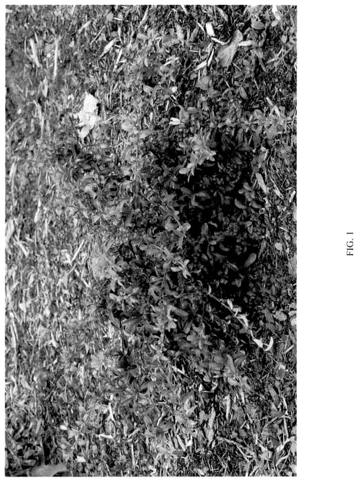 Figure 1 of US plant patent PP35913, the photograph of NCXP2 printed in the patent.