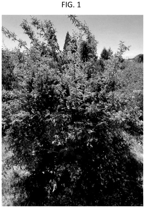 Figure 1 of US plant patent PP35914, the photograph of ORSTPHILx1 printed in the patent.