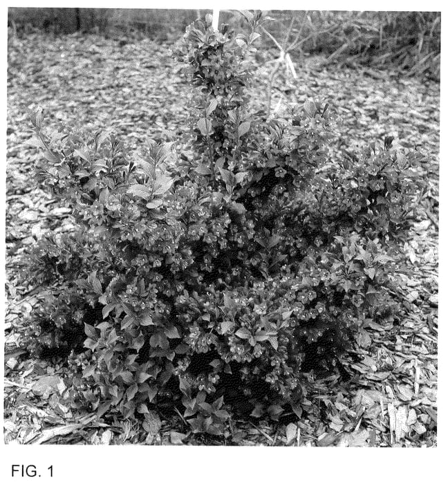 Figure 1 of US plant patent PP35915, the photograph of SMNW9RB printed in the patent.