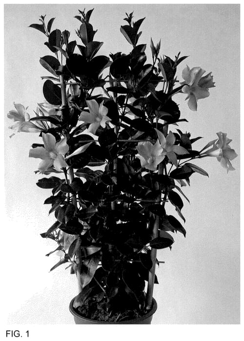 Figure 1 of US plant patent PP35916, the photograph of MAN223902 printed in the patent.