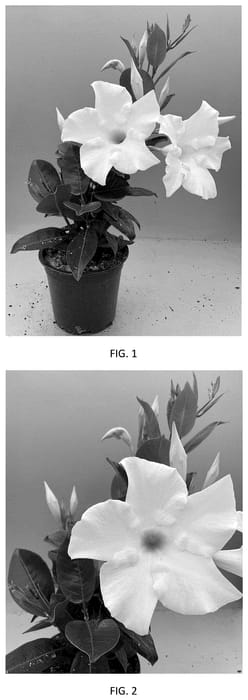 Figure 1 of US plant patent PP35917, the photograph of MANZ0030 printed in the patent.