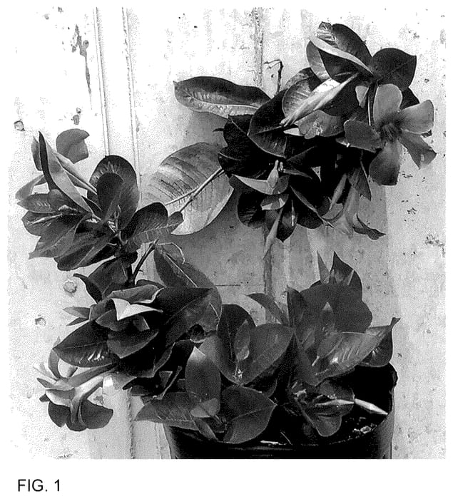 Figure 1 of US plant patent PP35918, the photograph of Sunpa 4351 printed in the patent.