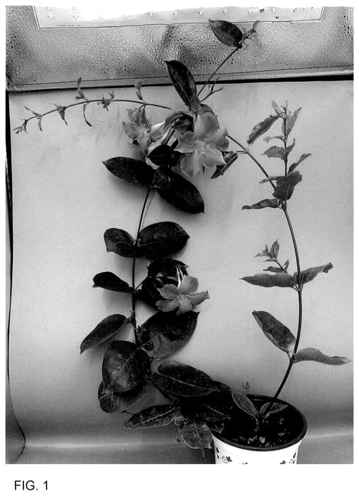 Figure 1 of US plant patent PP35919, the photograph of Sunpa 33345 printed in the patent.