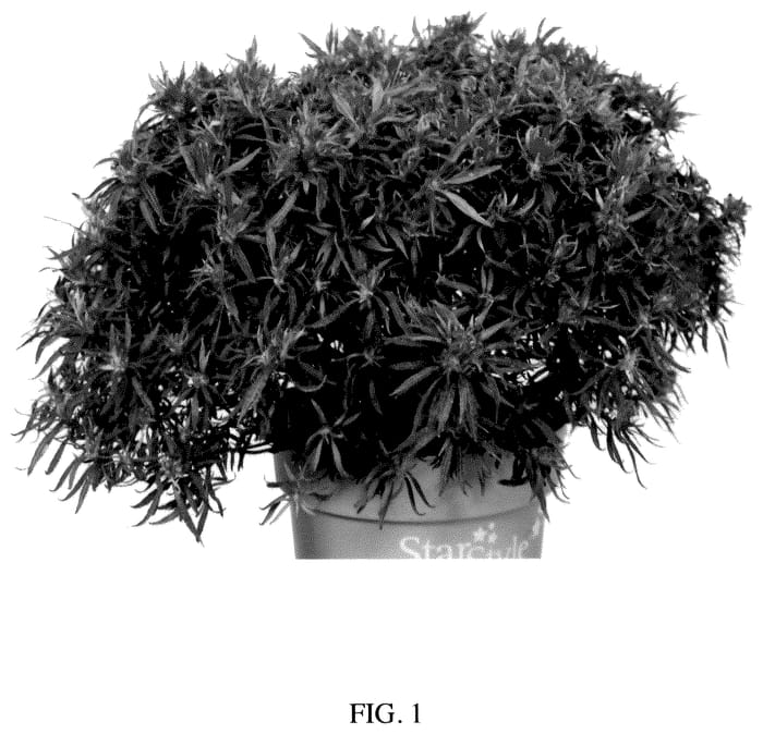 Figure 1 of US plant patent PP35920, the photograph of AZAARE01 printed in the patent.