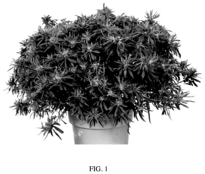 Figure 1 of US plant patent PP35921, the photograph of AZAARE02 printed in the patent.