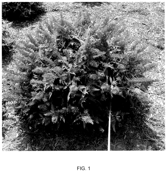 Figure 1 of US plant patent PP35922, the photograph of Condappin printed in the patent.