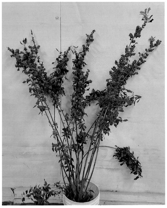 Figure 1 of US plant patent PP35923, the photograph of B-1-17 printed in the patent.