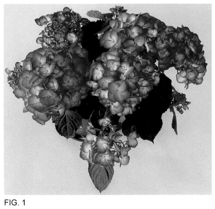Figure 1 of US plant patent PP35924, the photograph of H223901 printed in the patent.