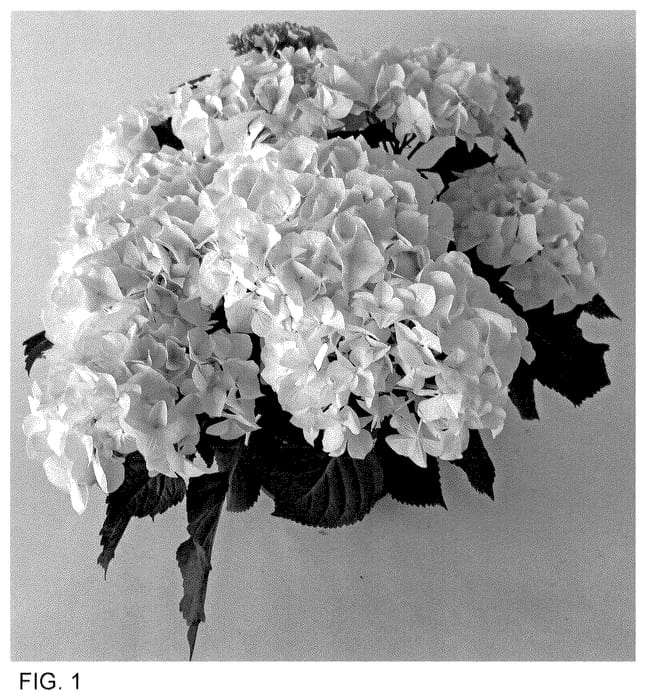 Figure 1 of US plant patent PP35925, the photograph of H223903 printed in the patent.