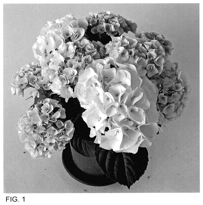 Figure 1 of US plant patent PP35926, the photograph of H223904 printed in the patent.