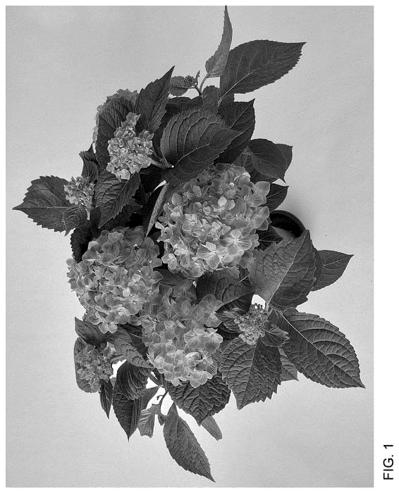 Figure 1 of US plant patent PP35927, the photograph of H223907 printed in the patent.