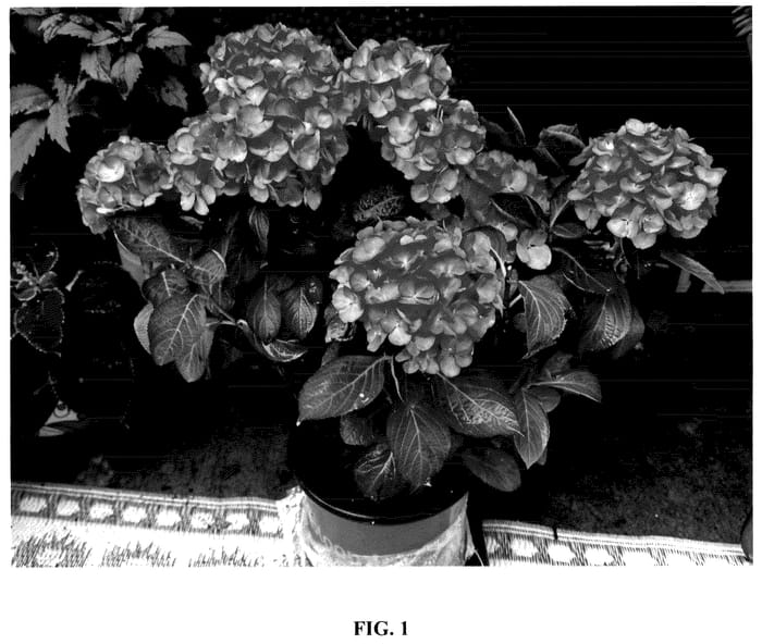 Figure 1 of US plant patent PP35928, the photograph of Hokomasoma printed in the patent.