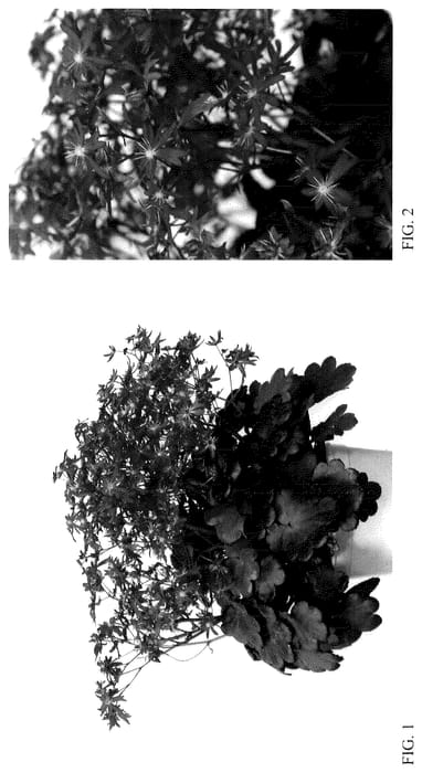 Figure 1 of US plant patent PP35929, the photograph of SH 1937 printed in the patent.