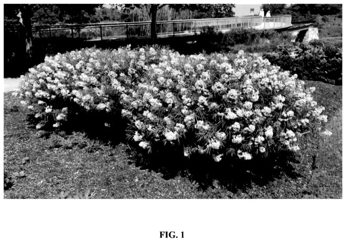 Figure 1 of US plant patent PP35930, the photograph of Blue Behemoth printed in the patent.