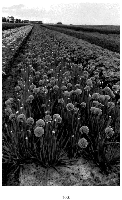 Figure 1 of US plant patent PP35932, the photograph of FB2020 printed in the patent.