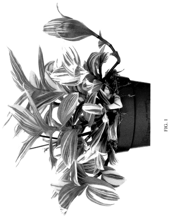 Figure 1 of US plant patent PP35933, the photograph of EC-TRAD-2303 printed in the patent.